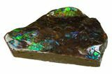 Iridescent Ammolite (Fossil Ammonite Shell) - Alberta, Canada #162353-1